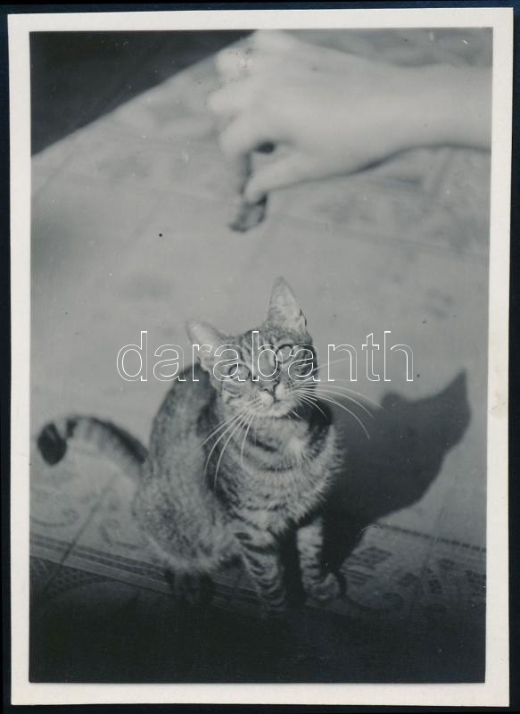 cca 1934 Kinszki Imre (1901-1945) budapesti fotóművész hagyatékából, jelzés nélküli vintage fotó (Cica csali), 8,3x6 cm