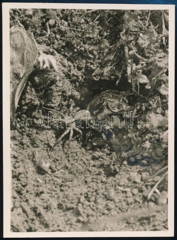 cca 1932 Kinszki Imre (1901-1945) budapesti fotóművész hagyatékából, a szerző által feliratozott, pecséttel jelzett vintage fotó (Pók), 11,5x8,5 cm