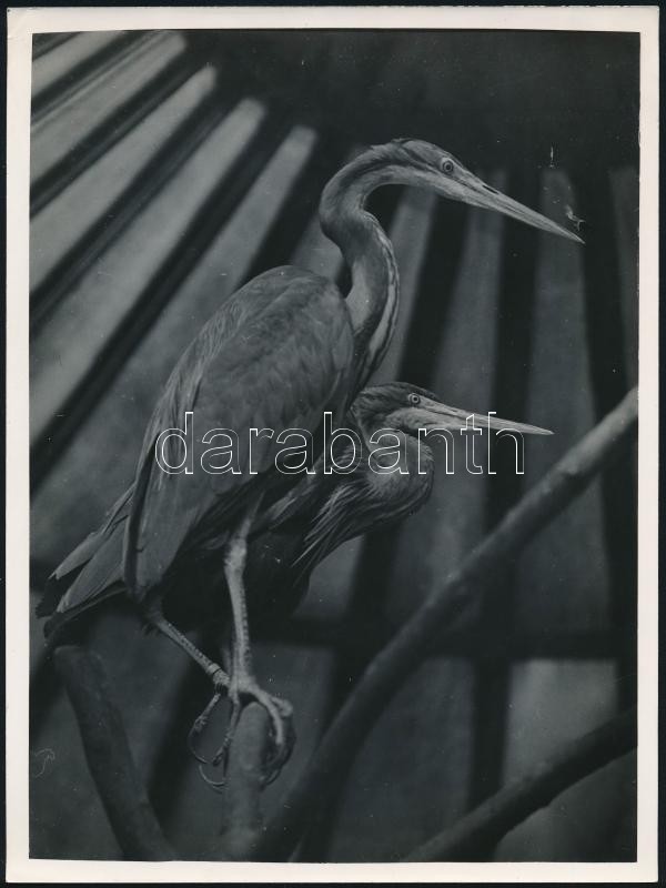 cca 1934 Kinszki Imre (1901-1945) budapesti fotóművész hagyatékából, pecséttel jelzett vintage fotóművészeti alkotás (két madár), 24x18 cm