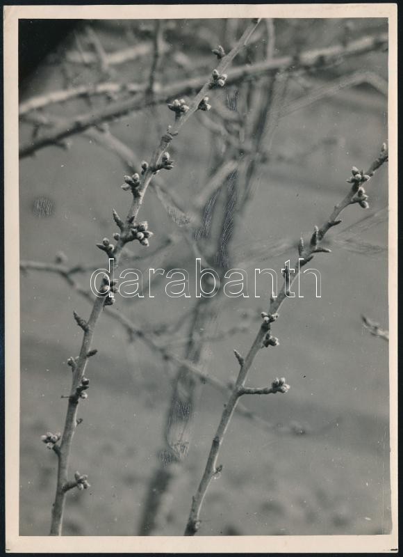 cca 1935 Kinszki Imre (1901-1945) budapesti fotóművész hagyatékából, pecséttel jelzett vintage fotóművészeti alkotás (Őszibarackfa rügyező ága), 18x13 cm