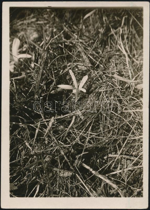 1928 Kinszki Imre (1901-1945) budapesti fotóművész hagyatékából, a szerző által feliratozott és datált vintage fotó (Bp., Mártonhegy, ez a szerző 28. sz. felvétele), 9x6,5 cm