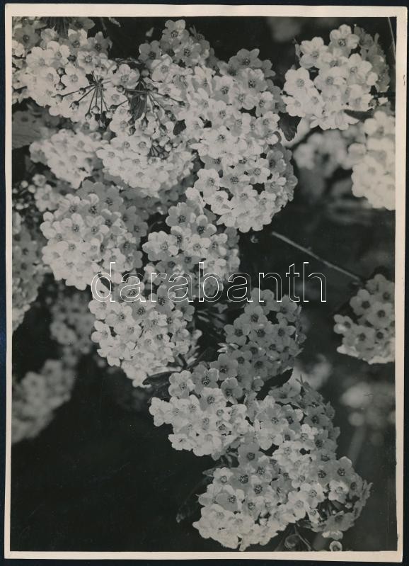 1931 Kinszki Imre (1901-1945) budapesti fotóművész hagyatékából, aláírt és pecséttel jelzett vintage fotó (Virágok), 17,6x12,5 cm