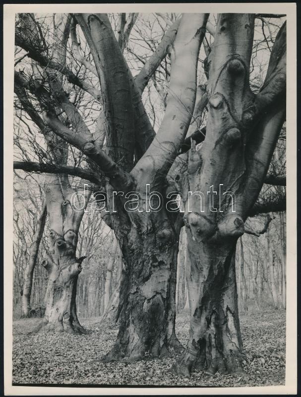 cca 1933 Kinszki Imre (1901-1945) budapesti fotóművész hagyatékából, feliratozott vintage fotóművészeti alkotás (Öreg fák), 24x18 cm