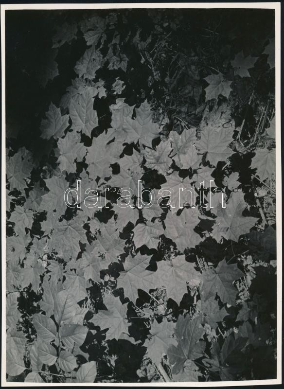 cca 1933 Kinszki Imre (1901-1945) budapesti fotóművész hagyatékából, feliratozott vintage fotóművészeti alkotás (Levelek), 17,2x23,8 cm