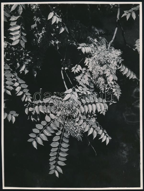cca 1933 Kinszki Imre (1901-1945) budapesti fotóművész hagyatékából, pecséttel jelzett vintage fotóművészeti alkotás (Napsütötte levelek), 23,5x17,8 cm