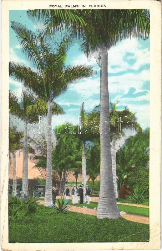 1933 Florida, Royal palms