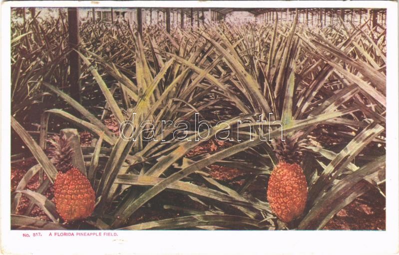 Florida, pineapple field