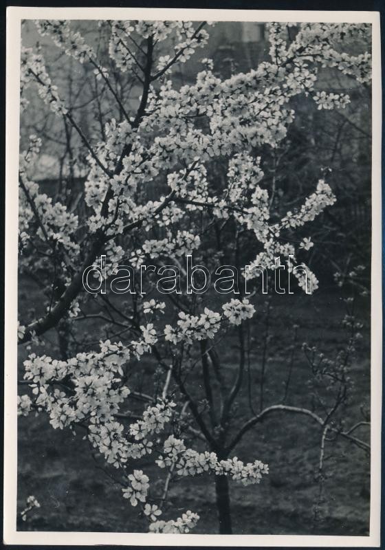 cca 1933 Kinszki Imre (1901-1945) budapesti fotóművész pecséttel jelzett vintage fotóművészeti alkotása (Virágzó fa), 16,8x11,7 cm