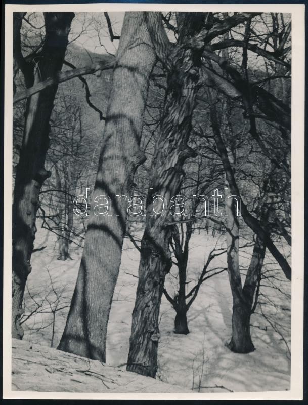 cca 1935 Kinszki Imre (1901-1945) budapesti fotóművész hagyatékából, jelzés nélküli vintage fotóművészeti alkotás (Erdő télen), 23,6x18 cm