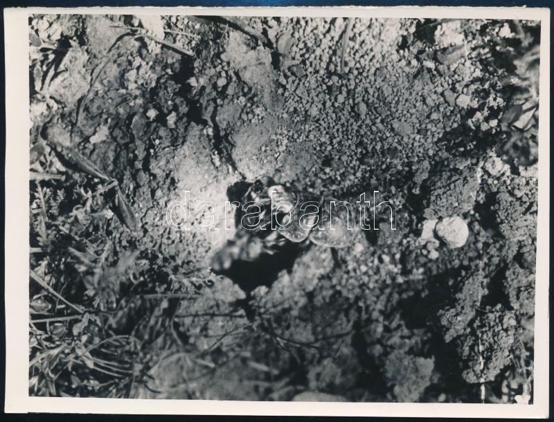 cca 1931 Kinszki Imre (1901-1945) budapesti fotóművész hagyatékából, feliratozott vintage fotóművészeti alkotás, 15,8x11,8 cm