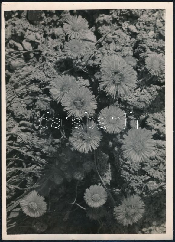 cca 1933 Kinszki Imre (1901-1945) budapesti fotóművész pecséttel jelzett vintage fotóművészeti alkotása (Mezei virágok), 18x13 cm
