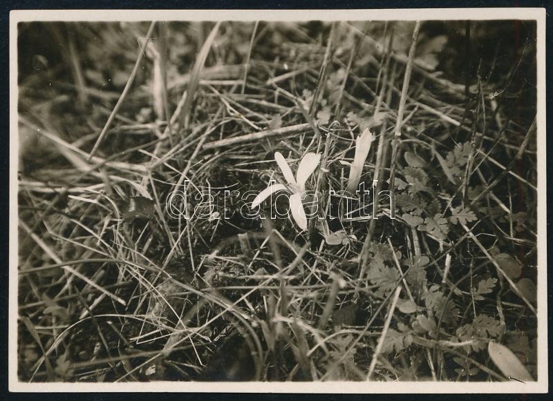 1928 Kinszki Imre (1901-1945) budapesti fotóművész által feliratozott, vintage fotó a szerző hagyatékából (Mártonhegy, ez a fotós 29. sz. felvétele, saját sorszámozása szerint), 6x8,5 cm