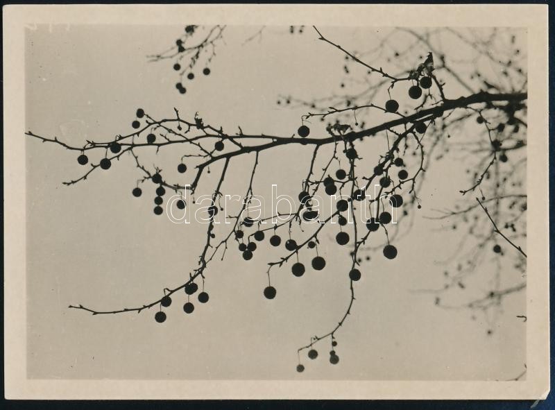 cca 1932 Kinszki Imre (1901-1945) budapesti fotóművész hagyatékából, a szerző által feliratozott vintage fotó (Platánfa termése), 6,5x9 cm