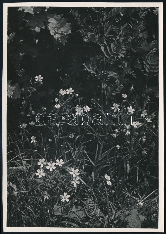 cca 1933 Kinszki Imre (1901-1945) budapesti fotóművész hagyatékából, pecséttel jelzett, vintage fotó (Mezei virágok), 17x11,9 cm