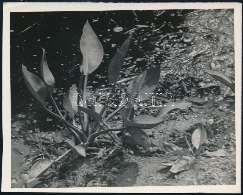 cca 1930 Kinszki Imre (1901-1945) budapesti fotóművész hagyatékából, feliratozott vintage fotó (Növény), 12,1x15,2 cm