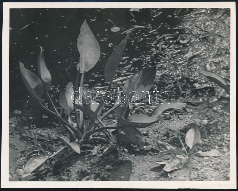 cca 1932 Kinszki Imre (1901-1945) budapesti fotóművész pecséttel jelzett vintage fotóművészeti alkotása (Természetes élőhely), 12,1x15 cm