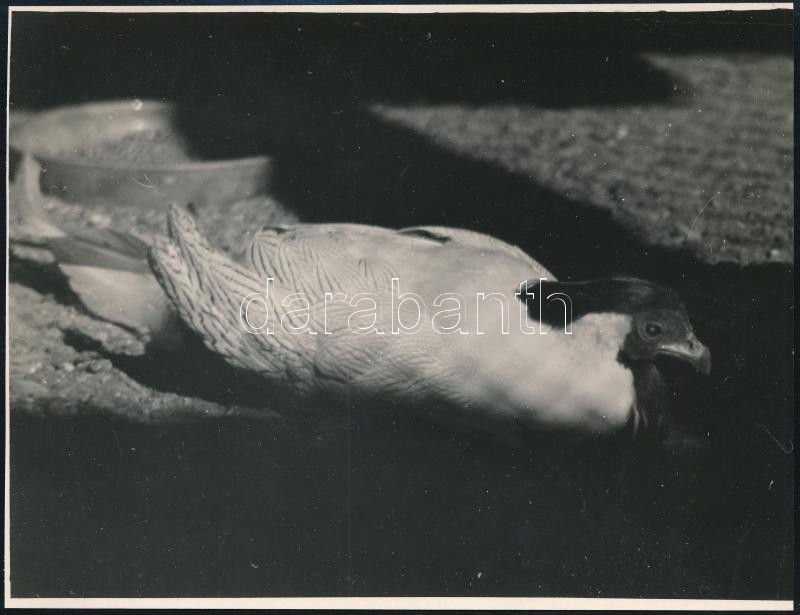 cca 1934 Kinszki Imre (1901-1945) budapesti fotóművész pecséttel jelzett vintage fotóművészeti alkotása (Pihenő madár), felületén kisebb törésvonal, 12,3x16,2 cm