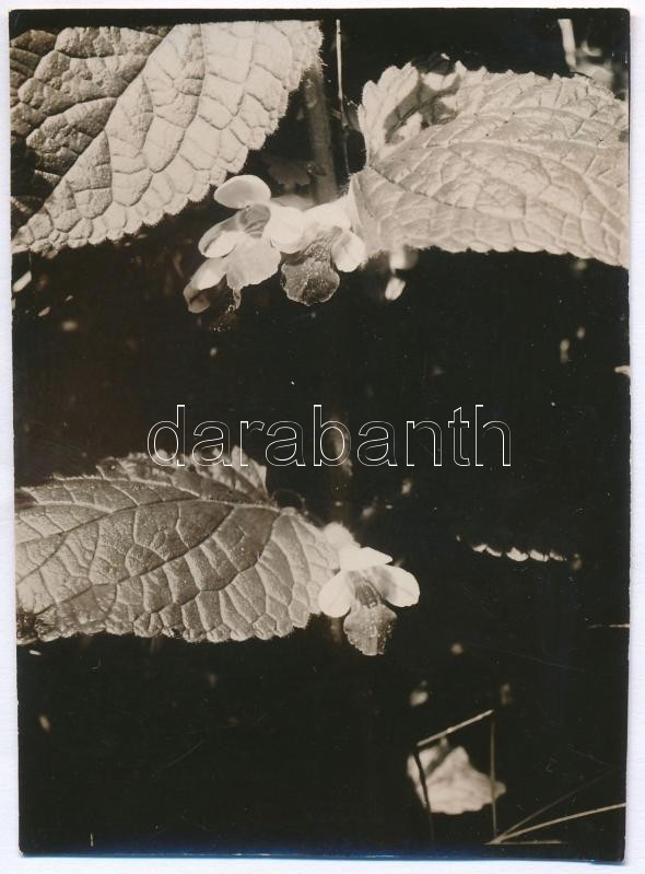 1929 Kinszki Imre (1901-1945) budapesti fotóművész jelzés nélküli, de általa feliratozott és datált vintage fotó a hagyatékából (Hármashatár-hegyen készült növényrészlet), 8,7x6,3 cm