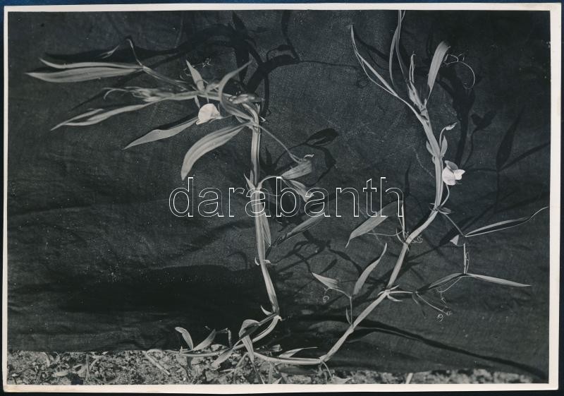 cca 1934 Kinszki Imre (1901-1945) budapesti fotóművész jelzés nélküli, de általa feliratozott vintage fotóművészeti alkotás a hagyatékából (Lathyrus sativus), 11,6x16,8 cm
