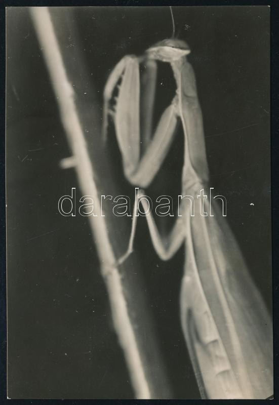 cca 1933 Kinszki Imre (1901-1945) budapesti fotóművész hagyatékából, a szerző által feliratozott vintage fotó (Ranunculus acer), sarkán törésvonal, 16,8x11,5