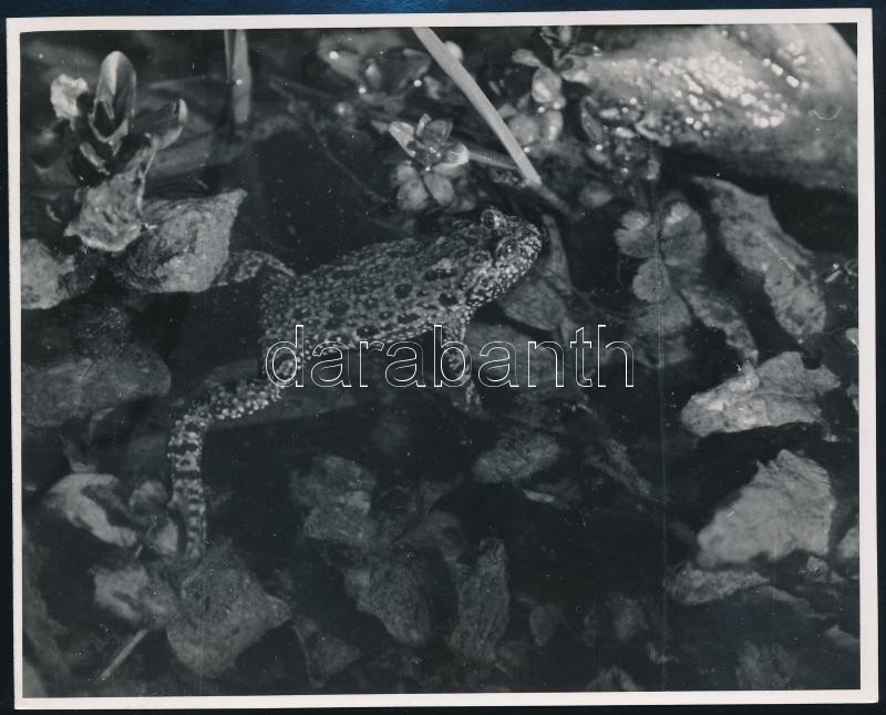 cca 1936 Kinszki Imre (1901-1945) budapesti fotóművész hagyatékából, a szerző által feliratozott, vintage fotó (Vöröshasú unka), 11,6x14,7 cm