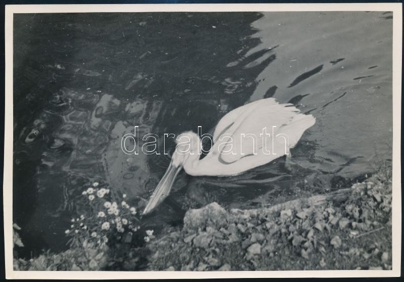 cca 1934 Kinszki Imre (1901-1945) budapesti fotóművész hagyatékából, pecséttel jelzett vintage fotó (profi halász), 11,9x17cm
