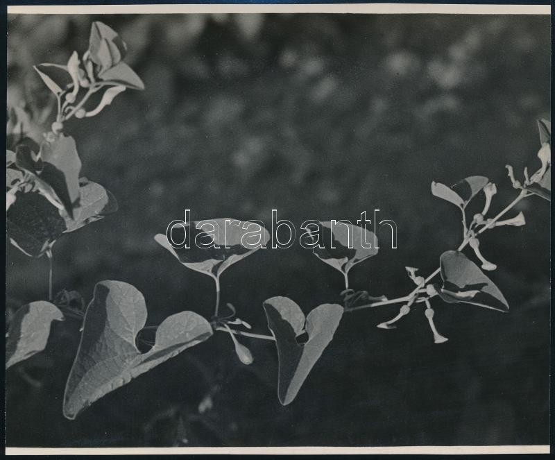 cca 1936 Kinszki Imre (1901-1945) budapesti fotóművész hagyatékából, a szerző által feliratozott, vintage fotó (Aristolochia clematitis), 11,5x14,1 cm