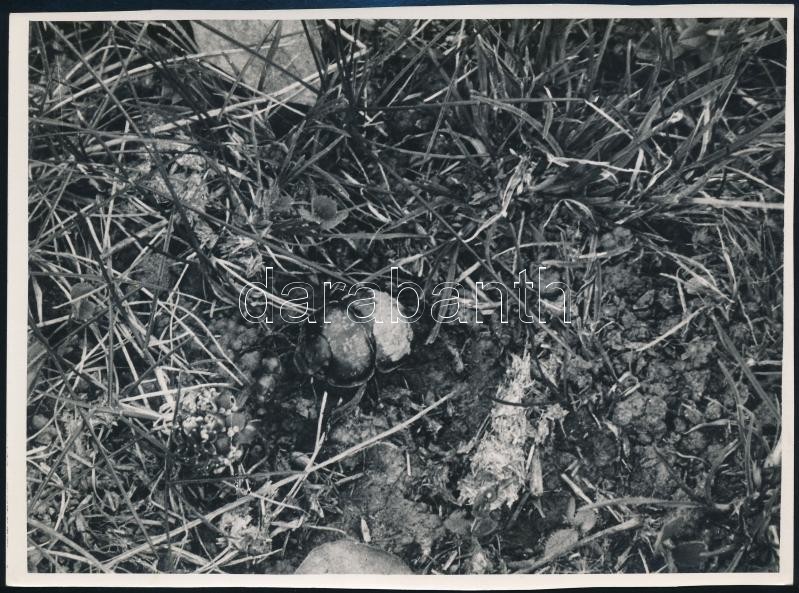 cca 1934 Kinszki Imre (1901-1945) budapesti fotóművész hagyatékából, a szerző által feliratozott, vintage fotó (Csajkó virágot cipel), 11,6x15,6 cm