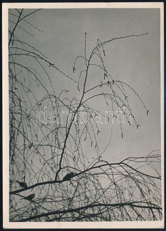 cca 1935 Kinszki Imre (1901-1945) budapesti fotóművész hagyatékából, pecséttel jelzett, aláírt és a szerző által feliratozott vintage fotó (Nyírfa), 18x13 cm
