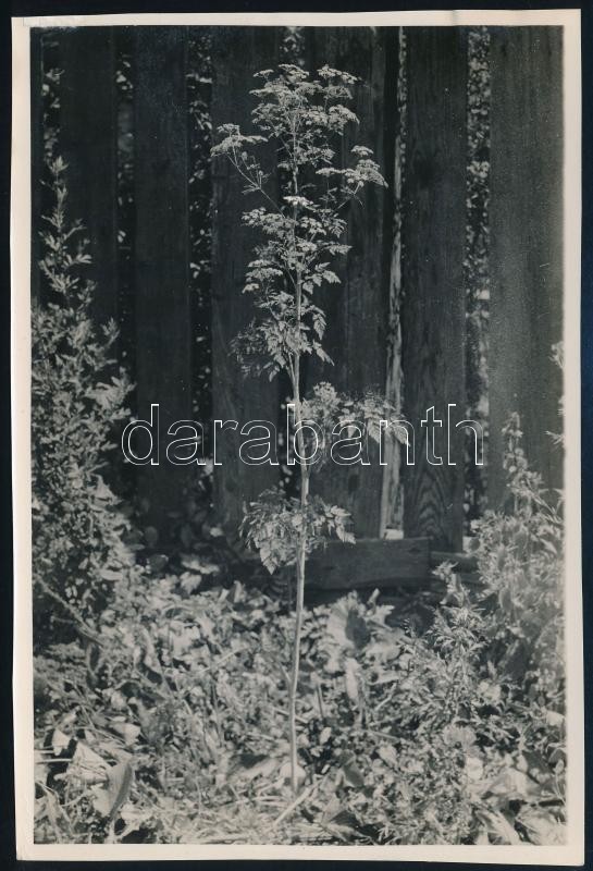 cca 1935 Kinszki Imre (1901-1945) budapesti fotóművész hagyatékából jelzés nélküli, de a szerző által feliratozott vintage fotó (Conium maculatum), 17x11,4 cm