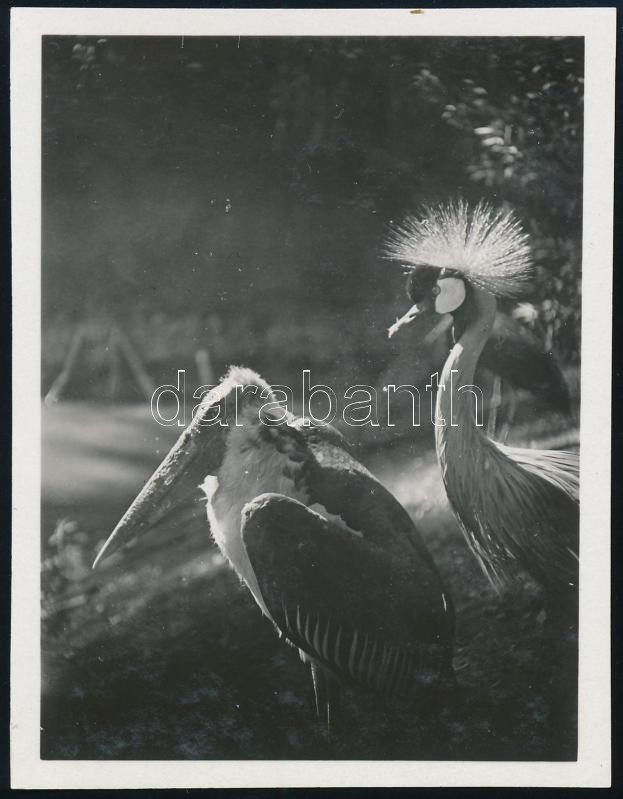 cca 1931 Kinszki Imre (1901-1945) budapesti fotóművész hagyatékából jelzés nélküli vintage fotó (madarak), 8,2x6,4 cm