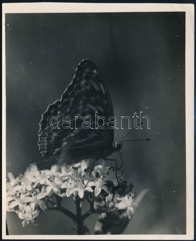 cca 1932 Kinszki Imre (1901-1945) budapesti fotóművész hagyatékából a szerző által írógéppel feliratozott, vintage fotóművészeti alkotás (lepke virágon), 16x13 cm