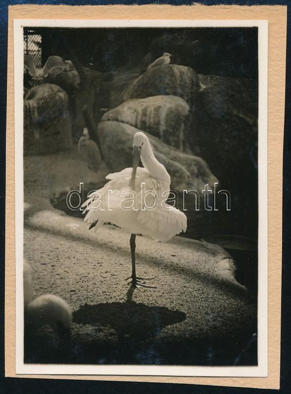 cca 1932 Kinszki Imre (1901-1945) budapesti fotóművész hagyatékából, jelzés nélküli vintage fotó (tollászkodó madár), 8,5x6 cm