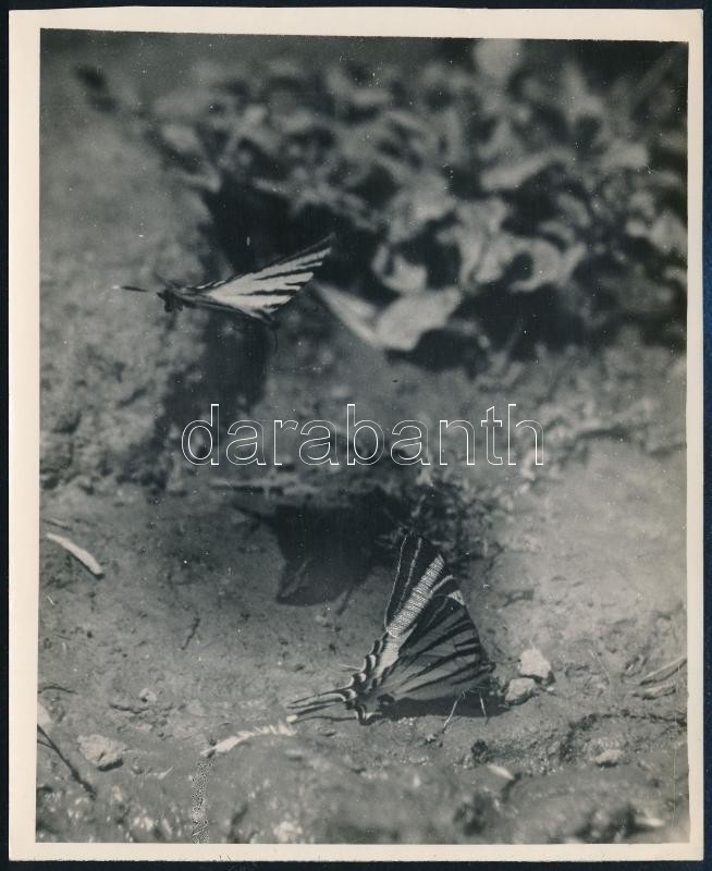 cca 1935 Kinszki Imre (1901-1945) budapesti fotóművész hagyatékából, pecséttel jelzett vintage fotó (pillangók), 15,8x13 cm