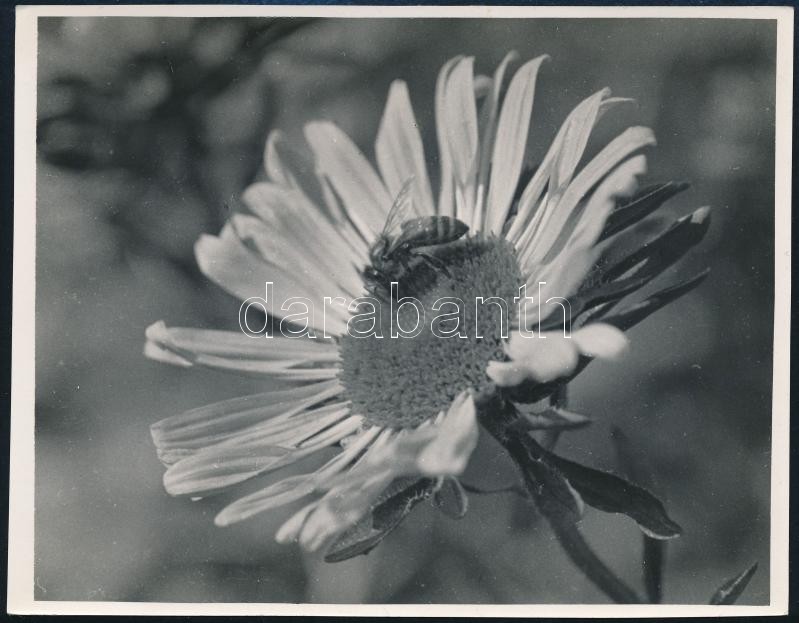 cca 1933 Kinszki Imre (1901-1945) budapesti fotóművész hagyatékából, pecséttel jelzett és a szerző által feliratozott vintage fotó (Házi méh), 11,6x14,8 cm
