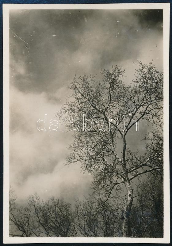 cca 1929 Kinszki Imre (1901-1945) budapesti fotóművész hagyatékából, jelzés nélküli vintage fotó (fa és felhők), 8,6x6 cm