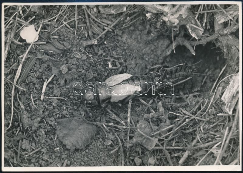 cca 1935 Kinszki Imre (1901-1945) budapesti fotóművész hagyatékából, pecséttel jelzett és a szerző által feliratozott vintage fotó (Mezei tücsök vedlés közben), 11,7x16,6 cm
