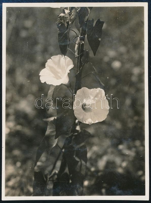 1931 Kinszki Imre (1901-1945) budapesti fotóművész hagyatékából, a szerző által feliratozott vintage fotó (ez a szerző 958. sz. felvétele), 8,3x6,1 cm
