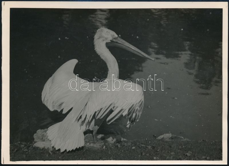 cca 1933 Kinszki Imre (1901-1945) budapesti fotóművész hagyatékából, pecséttel jelzett vintage fotó (kitárt szárnyú madár), 13x18 cm