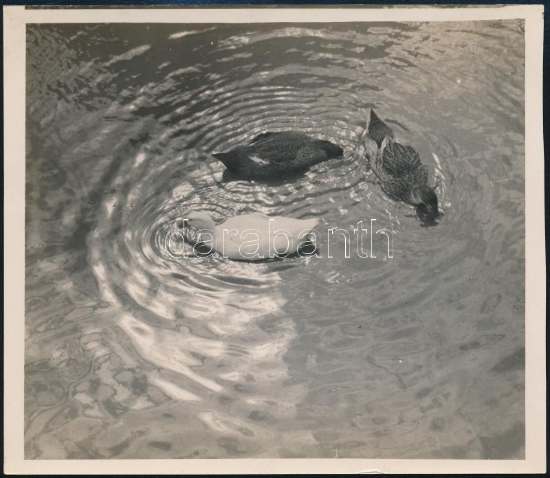 cca 1934 Kinszki Imre (1901-1945) budapesti fotóművész hagyatékából, pecséttel jelzett vintage fotó (Három kacsa a vízben), 13x15 cm