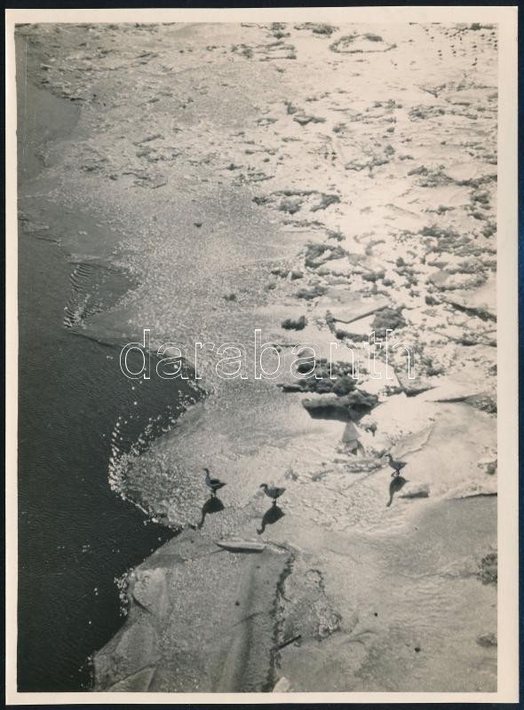 cca 1932 Kinszki Imre (1901-1945) budapesti fotóművész hagyatékából, pecséttel jelzett vintage fotó (Három kacsa a jégen), 17,5x13 cm