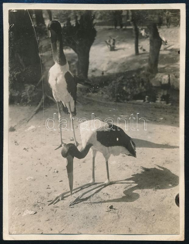 1930 Kinszki Imre (1901-1945) budapesti fotóművész hagyatékából, a szerző által feliratozott vintage fotó (Bp., Állatkert, ez a szerző 728. sz. felvétele), 8,6x6,6 cm