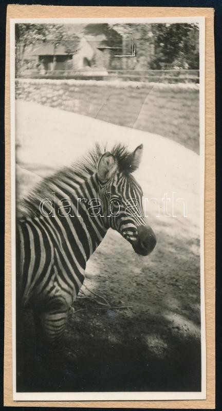 cca 1931 Kinszki Imre (1901-1945) budapesti fotóművész hagyatékából, jelzés nélküli vintage fotó (Zebra), 8,2x4,2 cm