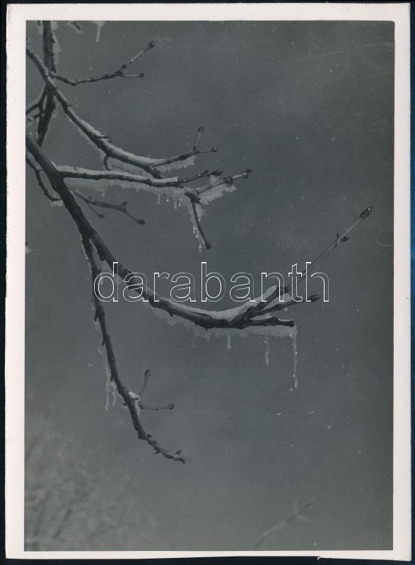 cca 1932 Kinszki Imre (1901-1945) budapesti fotóművész hagyatékából, jelzés nélküli vintage fotó (jégcsapok a rügyező fa ágán), 16,6x12 cm