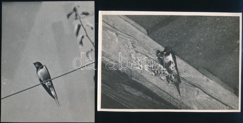 cca 1936 Kinszki Imre (1901-1945) budapesti fotóművész hagyatékából, pecséttel jelzett 4 db vintage fotó, az egyik feliratozva (Füsti fecske fészke Verőcén), 12x17 cm és 14,2x11 cm