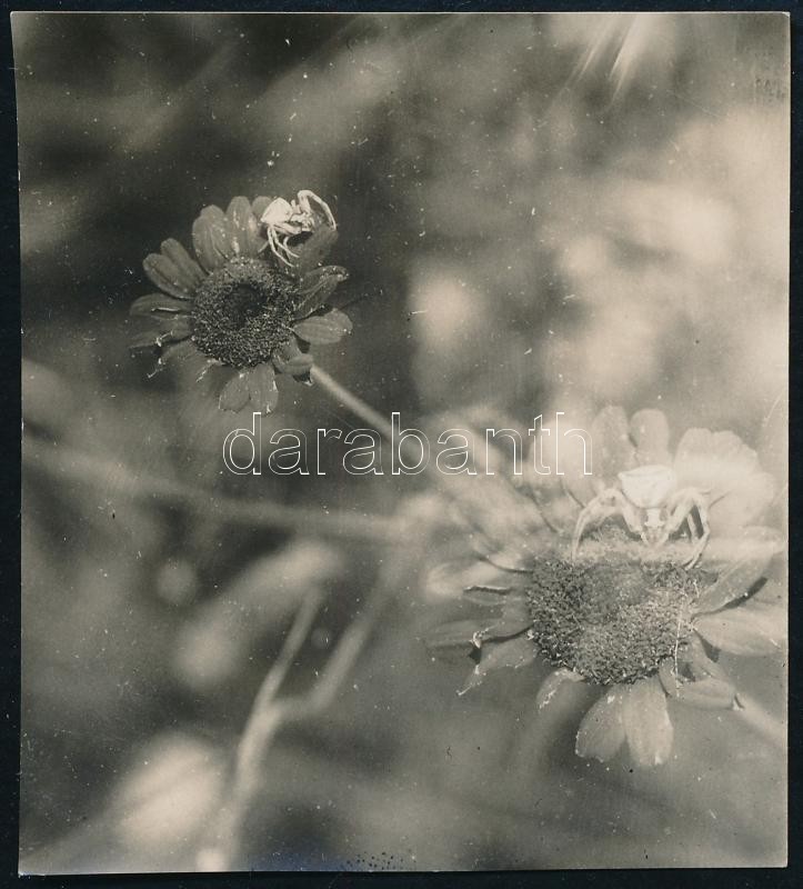 1930 Kinszki Imre (1901-1945) budapesti fotóművész hagyatékából, a szerző által feliratozott vintage fotó (Mátyáshegy, ez a szerző 622. sz. felvétele), 6,4x5,7 cm