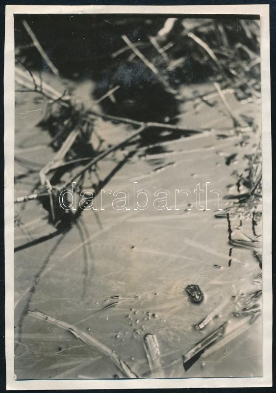 cca 1929 Kinszki Imre (1901-1945) budapesti fotóművész hagyatékából, jelzés nélküli vintage fotó (átvilágítva olvasható, ez a szerző 134. sz. felvétele), 8,5x6 cm