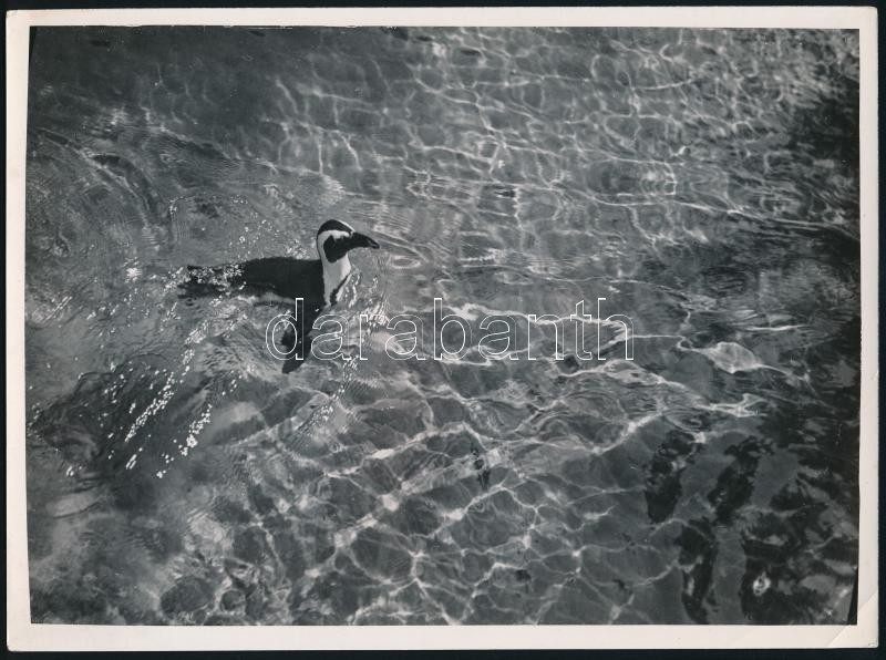 cca 1935 Kinszki Imre (1901-1945) budapesti fotóművész hagyatékából, pecséttel jelzett, aláírt vintage fotó (madár uszoda), sarkán törésvonal, 18x24,5 cm
