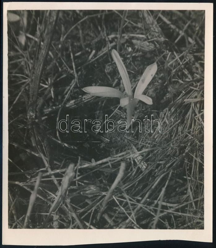 cca 1933 Kinszki Imre (1901-1945) budapesti fotóművész hagyatékából, pecséttel jelzett, feliratozott vintage fotó (mezei virág), 15x13 cm
