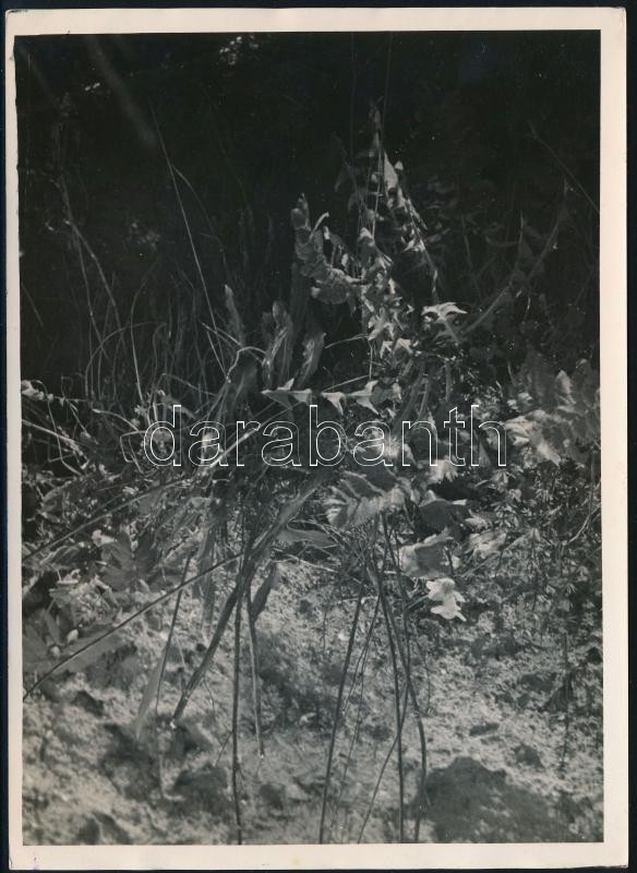 cca 1934 Kinszki Imre (1901-1945) budapesti fotóművész hagyatékából, pecséttel jelzett vintage fotó (növényvilág), 18x13 cm